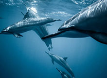 开云官网：开启云端购物的新纪元